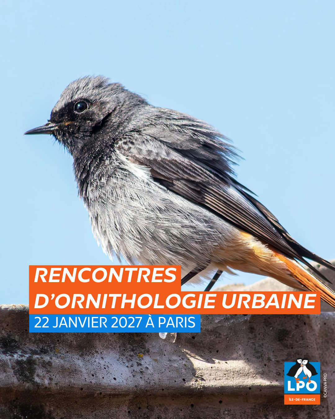 Rencontres d'Ornithologie Urbaine